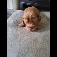 Cocker Spaniel (Show)