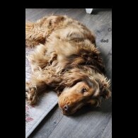 Cocker Spaniel (Show)