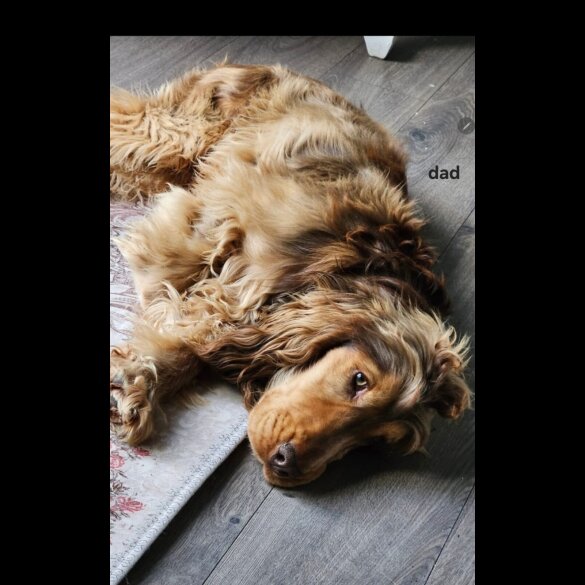 Cocker Spaniel (Show)