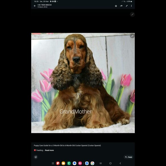 Cocker Spaniel (Show)