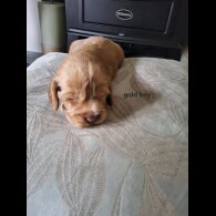 Cocker Spaniel (Show)