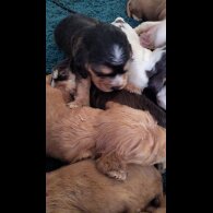 Cocker Spaniel (Show)