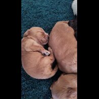Cocker Spaniel (Show)
