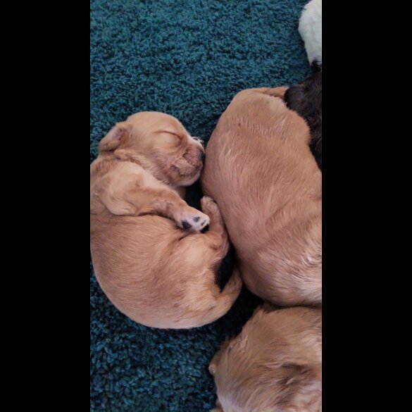 Cocker Spaniel (Show)