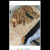 Cocker Spaniel (Show)