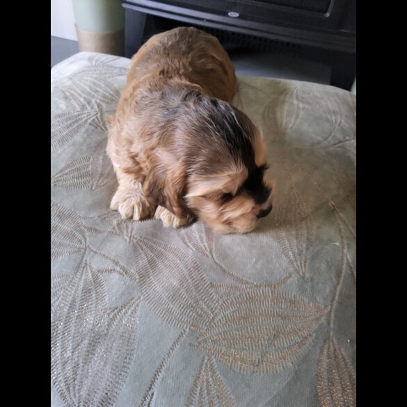 Cocker Spaniel (Show)