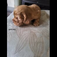Cocker Spaniel (Show)