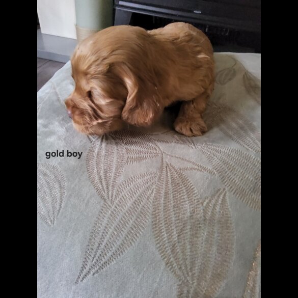 Cocker Spaniel (Show)