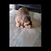 Cocker Spaniel (Show)