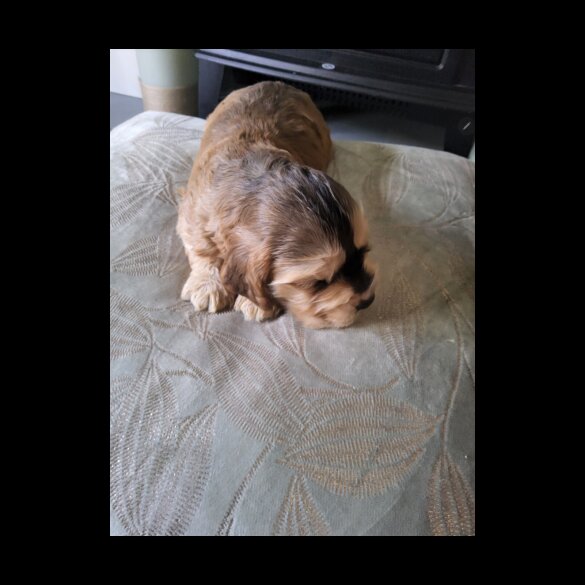 Cocker Spaniel (Show)