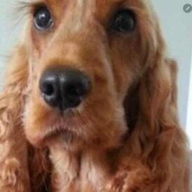 Cocker Spaniel (Show)