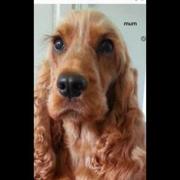 Cocker Spaniel (Show)