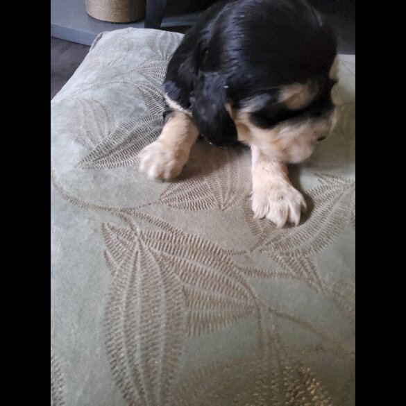 Cocker Spaniel (Show)