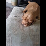 Cocker Spaniel (Show)