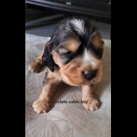 Cocker Spaniel (Show)