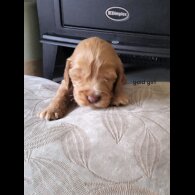 Cocker Spaniel (Show)