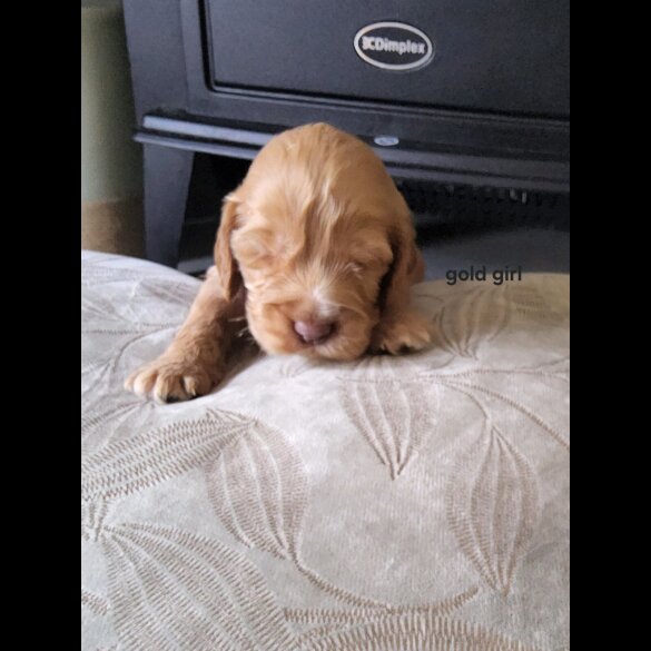 Cocker Spaniel (Show)