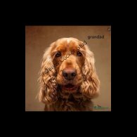 Cocker Spaniel (Show)