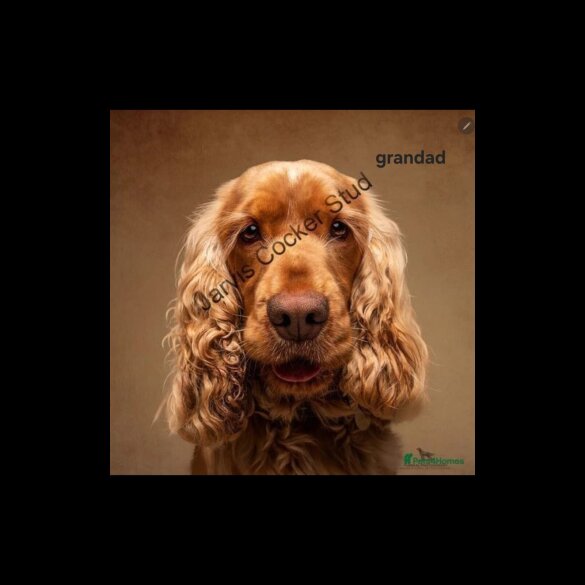 Cocker Spaniel (Show)