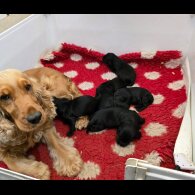 Cocker Spaniel (Show) - Both