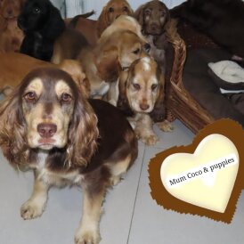 Cocker Spaniel (Show) - Both