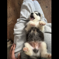 Siberian Husky