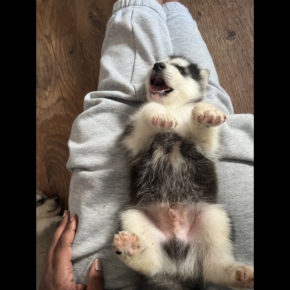 Siberian Husky