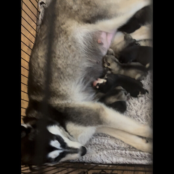 Siberian Husky