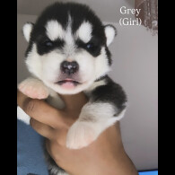 Siberian Husky