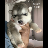 Siberian Husky