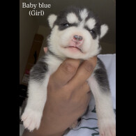 Siberian Husky