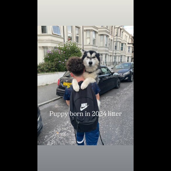 Siberian Husky