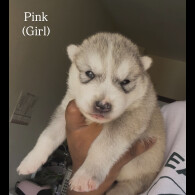 Siberian Husky