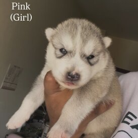 Siberian Husky