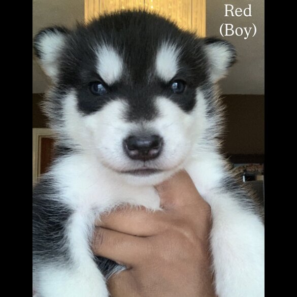 Siberian Husky