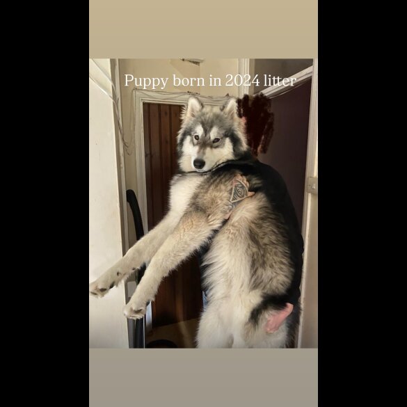Siberian Husky