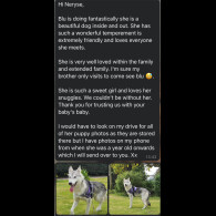 Siberian Husky