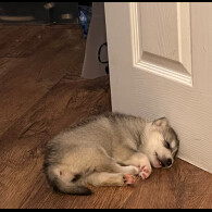 Siberian Husky