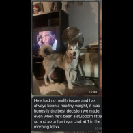 Siberian Husky