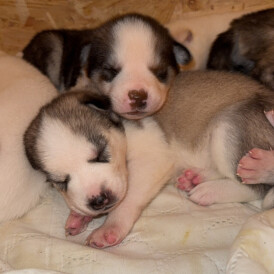 Siberian Husky - Both