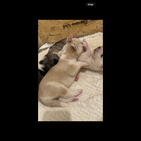 Siberian Husky - Both