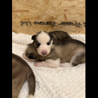 Siberian Husky - Both