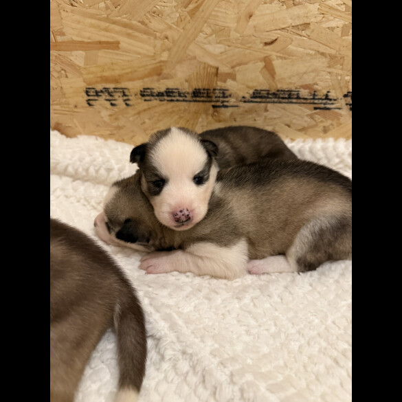 Siberian Husky - Both