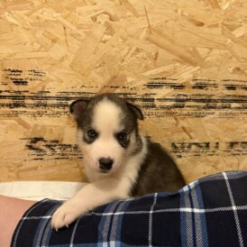 Siberian Husky - Both