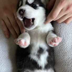 Siberian Husky - Both