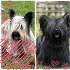 Skye Terrier
