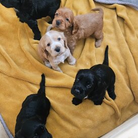 Cocker Spaniel (Show) - Both