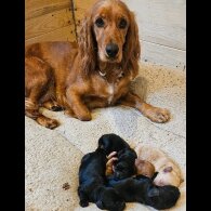 Cocker Spaniel (Show) - Both