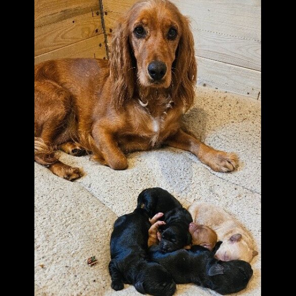Cocker Spaniel (Show) - Both