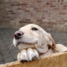 Springador